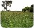 Sementes - milheto brs 1501